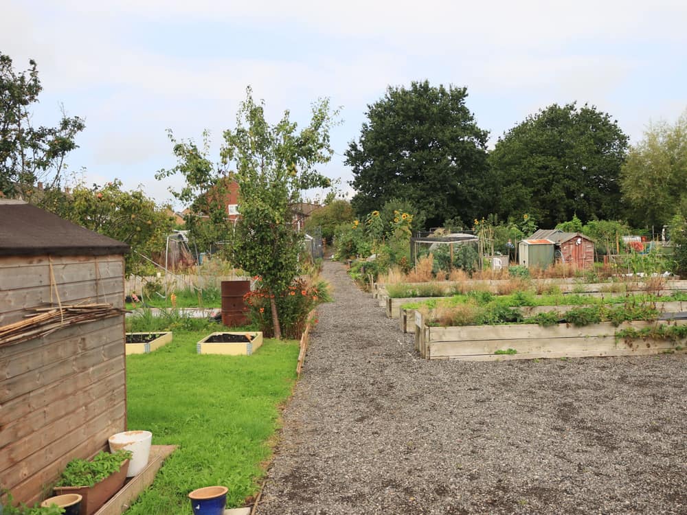 An English community allotment with raised beds and a greenhouse