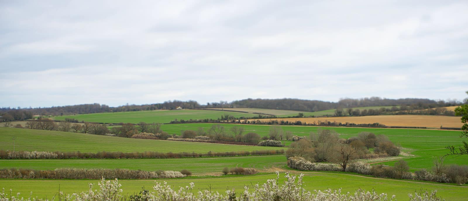 Rolling English fields divided by hedgerows